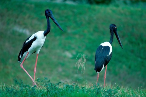 Black-necked Storks (Ephippiorhynchus asiaticus) (Xenorhynchus asiaticus)