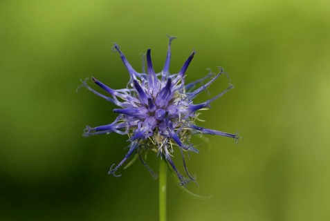 Horned horned rampion (Phyteuma scheuchzeri)