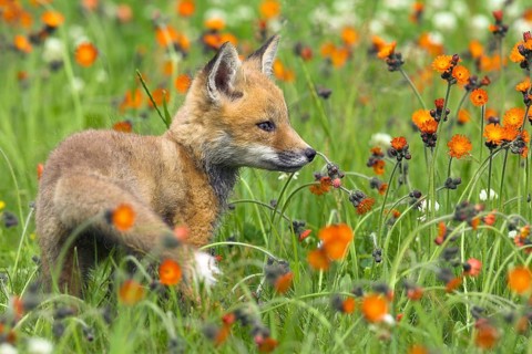 American Red Fox (Vulpes vulpes fulva) cub