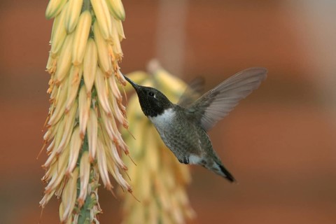 Black-chinned hummingbird (Archilochus alexandri), male, Sonoran Desert, Arizona, page, USA, North
