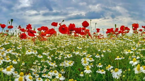 Poppy (Papaver) wild chamomile (Matricaria chamomilla) Flowering strip, sunrise, summer meadow,