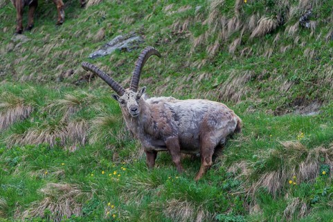 Alpine Ibex (Capra ibex), buck shedding its fur, High Tauern National Park, Austria, Europe