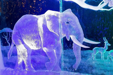 Elephant, Ice Sculpture Festival, Zwolle, Province of Overijssel, Netherlands