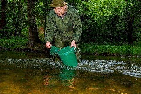 Releasing salmon in Saxon Switzerland