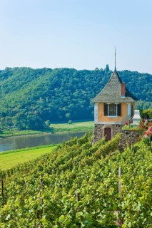 Not far from the Boselspitze, leaning towards the Elbe, is the vineyard known as the Rote Presse .