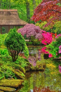 Little Japanese garden after rain, Park Clingendael, The Hague, Netherlands