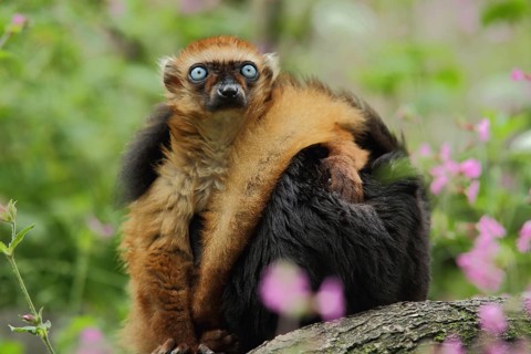 Blue-eyed maki (Eulemur (lemuridae) macaco flavifrons), two, hidden, female, male, adult, marmoset,