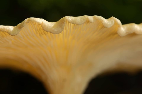 Rim of mushroom cap Kerbrandiger Trichterling (Clitocybe costata), curved, wavy, detail, macro,