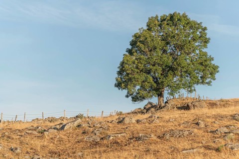 Large solitary tree on Aubrac plateau in summer. Cevennes, France, Europe