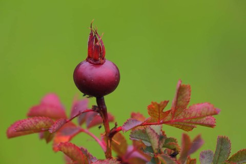 Red round fruit of french rose (Rosa gallica) on a branch with green background,