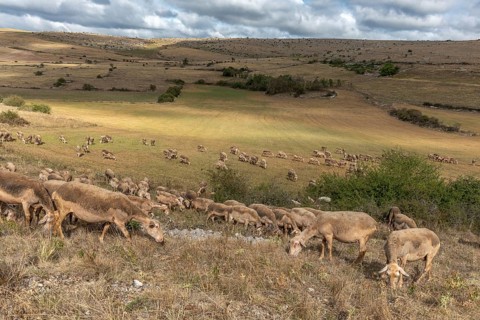 Herd of sheep in a large pasture on the causse mejean in the cevennes. Aveyron, France, Europe