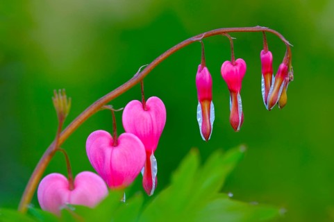 Venus's car, bleeding heart, Dutchman's trousers, or lyre flower (Dicentra spectabilis)