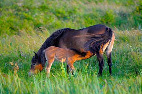 Exmoor ponies, mare and foal