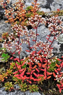 White stonecrop (Sedum album), White stonecrop flowering among rocks, White stonecrop flowering