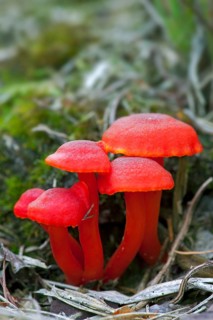 Vermilion waxcap (Hygrocybe miniata), mushrooms, red sapling