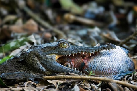 Young spectacled caiman (Caiman crocodilus) swallowing fish, Carara National Park, Costa Rica,