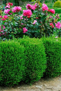 Shrub rose Mme Therese Meyer, and hedge, Common boxhedge, plants (Buxaceae)