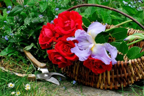 Basket with roses, climbing rose sympathy, rose scissors