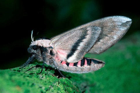Private Hawkmoth, Europe, Other animals, insects, butterflies, landscape, horizontal, side, adult