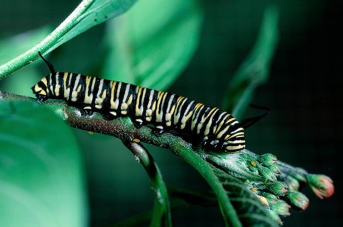 Monarch caterpillar, Costa Rica (Danaus plexippus), side