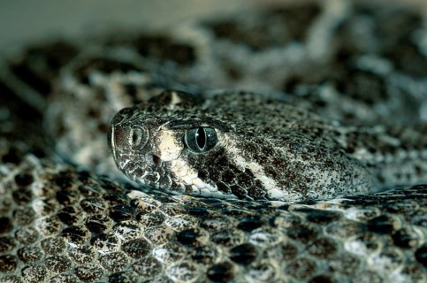 Western Rattlesnake, prairie rattlesnake (Crotalus viridis), Arizona, USA, USA, North America