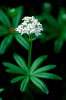 Woodruff (Asperula odorata) (Galium odoratum)