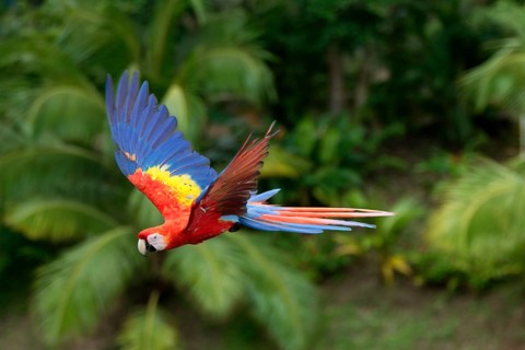 Scarlet Macaw (Ara macao)