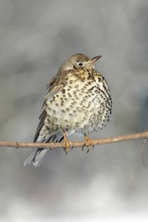 Mistle Thrush (Turdus viscivorus), Germany, Europe