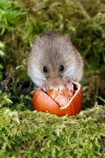 Old World Harvest Mouse (Micromys minutus) feeding on hazel nut, Germany, Europe