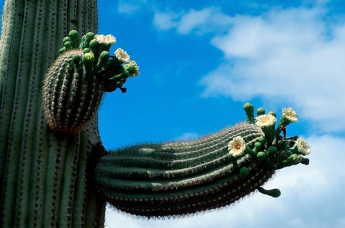 Saguaro (Carnegiea gigantea), Arizona (Cereus giganteus), USA, North America