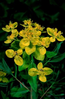 Marsh spurge (Euphorbia palustris)