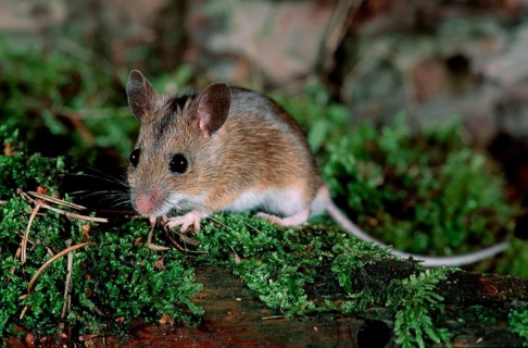 Wood Mouse (Apodemus sylvaticus), Germany, Europe