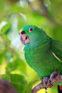 Yellow-naped Amazon, Honduras (Amazona ochrocephala auropalliata)