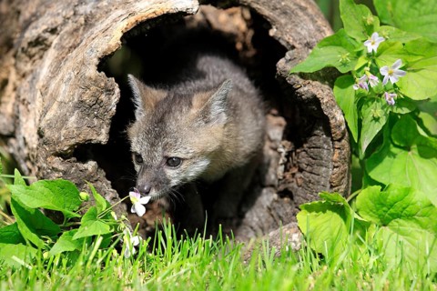 Grey gray fox (Urocyon cinereoargenteus), young animal, 9 weeks, in den