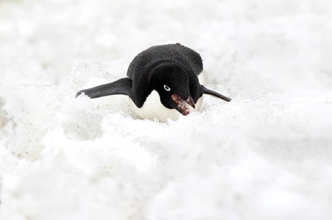 Adelie Penguin (Pygoscelis adeliae), adult feeding on snow, Antarctica, Devil Island, Weddell Sea,