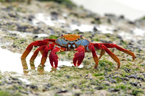 Red rock crab (Grapsus grapsus), Galapagos Islands, Ecuador, South America
