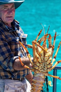 Kapitän, Hummer (Homarus), Bootsfahrt, Akaroa, Banks Peninsula, Canterbury, Neuseeland