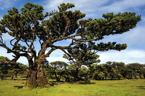 Laurel trees overgrown with moss and plants, old laurel forest (Laurisilva), stinkwood (Ocotea