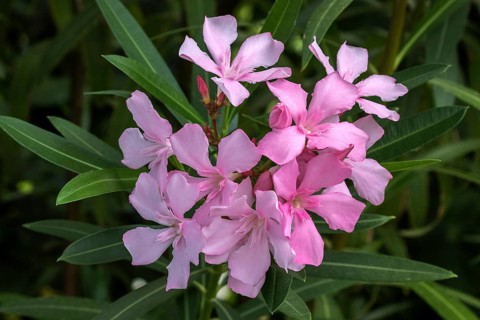 Oleander (Nerium oleander), also oleander, flower, pink flowering, Baden-Württemberg, Germany,