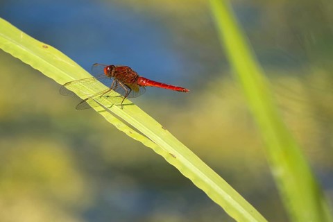 Scarlet dragonfly (Crocothemis erythraea) on reed stalk, Hesse, Germany, Europe