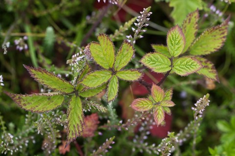 Blackberry (Rubus fruticosus) leaves, Terschelling, Netherlands