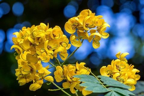 Yellow flowering plant in the botanical garden Funchal, Jardim Botanico, Madeira, Portugal, Europe