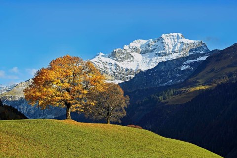 Sycamore maple (Acer pseudo plantanus), in autumnal colour in front of snow-covered mountains,