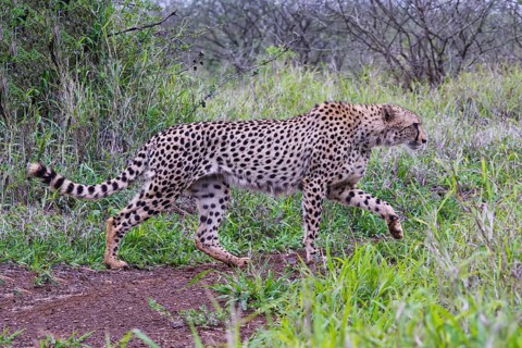 Young Southeast African cheetah (Acinonyx jubatus jubatus) stalking in the savannah, Kwazulu Natal