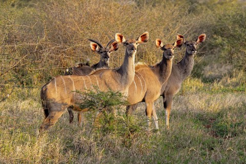 Group of female Greater kudus (Tragelaphus strepsiceros) in the savannah in the late afternoon,