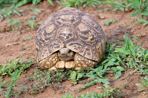 Leopard tortoise (Stigmochelys pardalis), Kwazulu Natal Province, South Africa, Africa