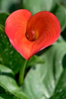 Calla lily (Zantedeschia aethiopica), red flower, North Rhine-Westphalia, Germany, Europe