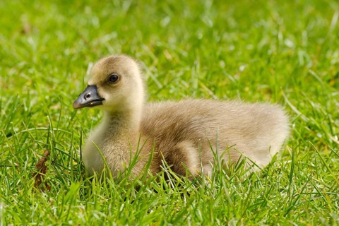 Greylag Goose (Anser anser), chick at Lake Vienenburg, Vienenburg, Goslar, Harz, Lower Saxony,