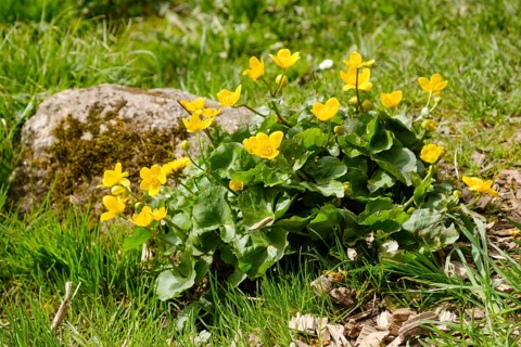 Marsh marigold (Caltha palustris) in the meadow, Harz Mountains, Lower Saxony, Germany, Europe