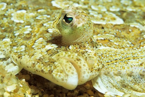 Turbot (Bothus), portrait, Corsica, France, Mediterranean Sea, Europe
